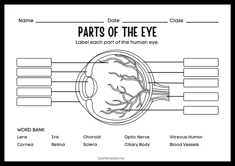 eye parts and functions