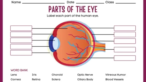 label eye parts