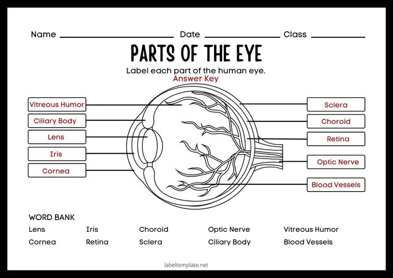 labeled eye parts