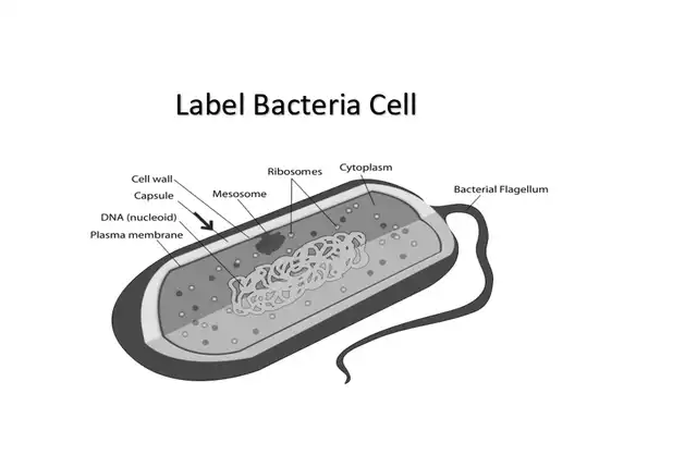Label Bacterial Cell Black White