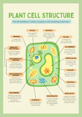 Label Plant Cell Structure