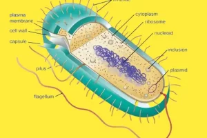 Structures of a bacterial cell