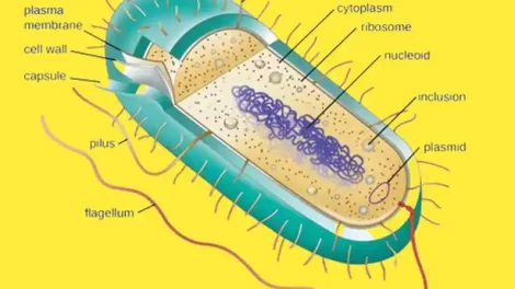 Structures of a bacterial cell