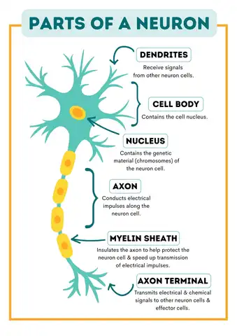 label a neuron worksheet