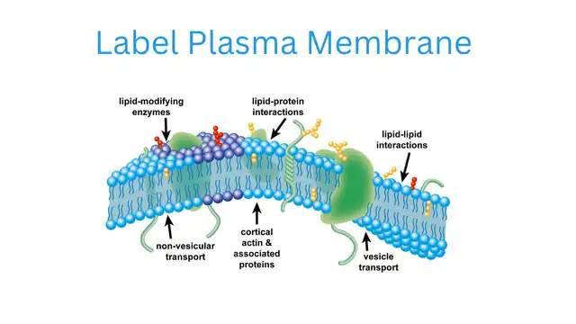 How to Label Plasma Membranes for Better Science