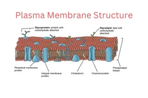 Label Plasma Membrane Plasma Membrane Structure