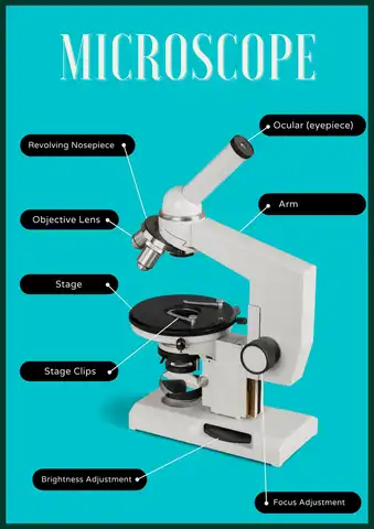 label microscope worksheet